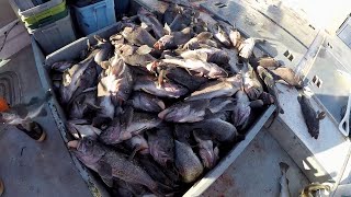 Jigging for Black Rockfish in Kodiak Alaska [upl. by Ardnad114]