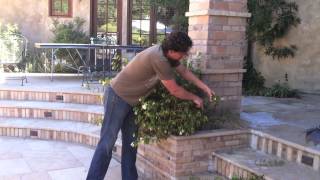 How To Prune Your Mimulus Monkeyflower Plant [upl. by Cohl]