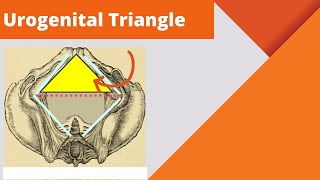 Urogenital triangle  Anatomy boundaries and contents of the urogenital triangle [upl. by Oicneconi517]