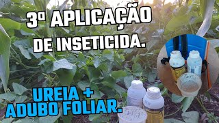 APLICAÇÃO DE UREIA ADUBO FOLIAR E INSETICIDA NO FEIJÃO [upl. by Nnairam]