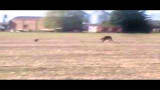 TOP5 Galgos Argentinos corriendo solos by GalguerosLoberia TV [upl. by Anerys265]