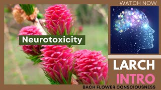 LARCH INTRO  Neurotoxicity  24th REMEDY  TRY AGAIN REMEDY thebrainliest [upl. by Rotciv704]