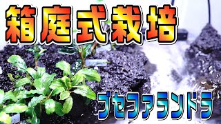 【ブセファランドラ】自然なブセの栽培を目指してボルネオ的な箱庭を立ち上げる【アクアリウム】 [upl. by Mauer]