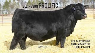 ELLINGSON PROLIFIC [upl. by Gawen]