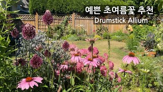 예쁜 초여름꽃 추천 Allium Drumstick 알리움 작은정원 가드닝 추식구근 Camassia [upl. by Adnarem999]