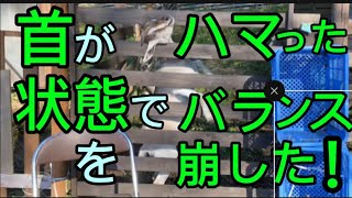 危ない！首が！果たして ヤギ は無事だったのか！／次回、全部食べるまで出られまテン！ [upl. by Renckens]