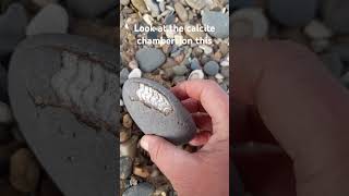 Beautiful calcite chambers showing on this ammonite fossilhunting beach sea fossil [upl. by Ahsineg64]