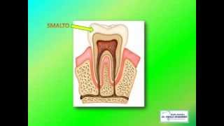 Come è fatto un dente [upl. by Irak]