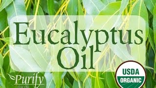 Eucalyptus Essential Oil  All You Ever Need To Know [upl. by Parsons]