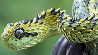 7 Tipos De Reptiles Más Extraños Del Mundo [upl. by Cele]