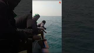 Catching Grouper Fish In the Sea [upl. by Najram]