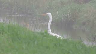 Great Egret Ardea alba Strijen ZH the Netherlands 4 Nov 2024 12 [upl. by Ateloj284]