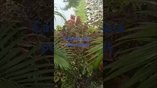 Call Yash Erica palm 🌴🥥garden houseplants nature plants [upl. by Alwin709]