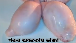 Cow testicles fried recipe  গরুর অন্ডকোষ ভাজা রেসিপি  Bangladeshi food  Street food shorts [upl. by Zimmermann]