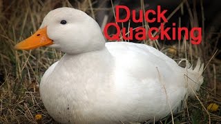 Duck Quacking Quack Sound Effect Loudly Noises Song Voice Funny Cartoons Fx Squeaky Zoo Kids [upl. by Padraic471]