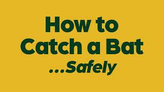 How To Properly Catch A Bat Video  Whitman County Public Health [upl. by Ylremik]