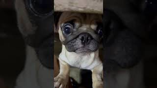 My beautiful Miranailovemydog doglover cutedog pets dota2 [upl. by Wilcox]