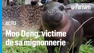 Moo Deng le bébé hippopotame nain qui fait craquer Internet et ce n’est pas sans danger [upl. by Onitsoga150]