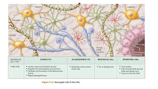 Neuroglia in Hindi [upl. by Yenatirb]