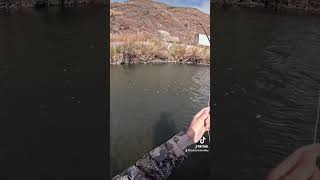 Fly fishing lower Provo for whitefish in Utah fishing flyfishingonly troutreel troutlure [upl. by Job124]