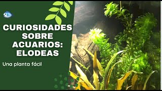 🌱ELODEA Algunas curiosidades de esta PLANTA súper FACIL para tu ACUARIO [upl. by Akiemat]