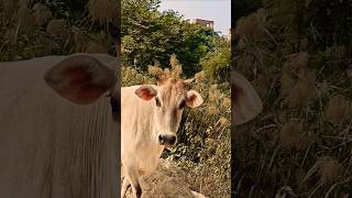 गाय हमारी आध्यात्मिक माता है🐂🥰🙏🚩 cowbhakti help respect animals maa [upl. by Blumenthal]