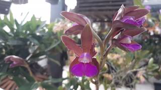 Cattleya elongata [upl. by Aizirk]