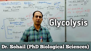 Reactions of Glycolysis  Cellular Respiration  11th Biology  MDCAT Biology  Dr Sohail [upl. by Batruk]