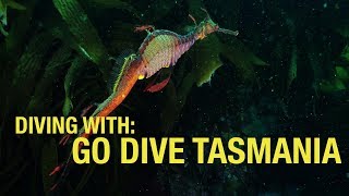 Diving with GO DIVE TASMANIA  Eaglehawk Neck [upl. by Germain395]