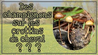 Champignons sur le crottin de cheval toxique [upl. by Elgar]