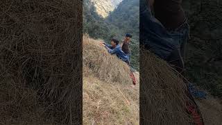 Grass harvest part2rural nepal [upl. by Nnylhtak]