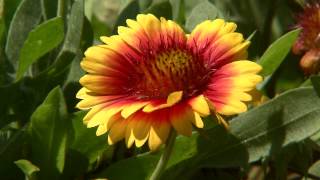 Mesa gaillardia blooms throughout the year [upl. by Azilanna]