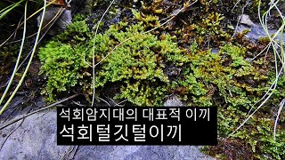 석회털깃털이끼 Hypnum calcicolum Ando [upl. by Haletta]