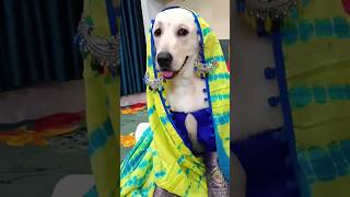 Dog comedy 😂dog comedy short funnyvideos [upl. by Rocher202]