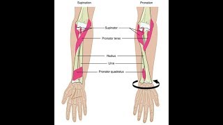 Wrist supination and pronation exercises [upl. by Urbani]