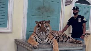 Tiger Kingdom Phuket  Animal Park in Kathu Thailand  Live Engagement with Animals [upl. by Territus]