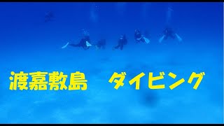 渡嘉敷島ダイビングツアー [upl. by Abdul]