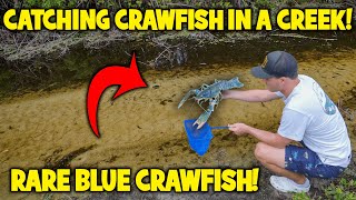 CATCHING RARE BLUE CRAWFISH in a TINY CREEK for my AQUARIUM [upl. by Aznola]