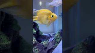 Parrot fish🐠 parrotfish parrotfishcare parrotfishtank fish fishtank aquarium ytshorts cute [upl. by Singer869]