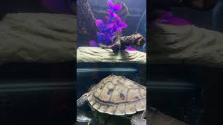 🐢 ouachita map turtle Map turtle aquarium [upl. by Drucilla432]