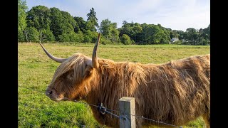 Castles Coos and Kelpies  A Tour of Scotland [upl. by Patti]