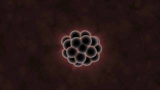 What Can Embryos Tell Us About Evolution [upl. by Natie]