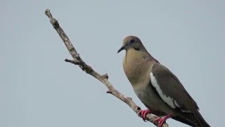 WhiteWinged Dove Coo [upl. by Sutherlan]