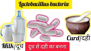 lactobacillus lactobacillus acidophiluslactobacillus bacteria in curd [upl. by Itirahc]