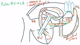 Bronchopulmonary Circulation for the USMLE Step 1 [upl. by Hazeefah306]