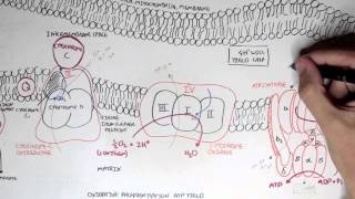 Part II  Oxidative Phosphorylation Electron Transport Chain [upl. by Harsho205]