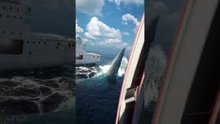 Tubarão MEGALODON ataca barco trending megalodon tubarão viralvideo [upl. by Seymour]