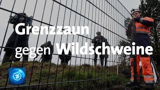 Deutschdänische Grenze Schutz gegen Schweinepest [upl. by Tenaej]