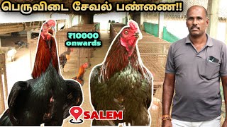 சேலத்தில் பெருவிடை சேவல் பண்ணை  Peruvedai seval valarpu in tamil  nattu kozhi pannai in tamil [upl. by Malliw]