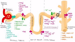 Reabsorption of Water in the Kidney  Water Follows Sodium [upl. by Wier]